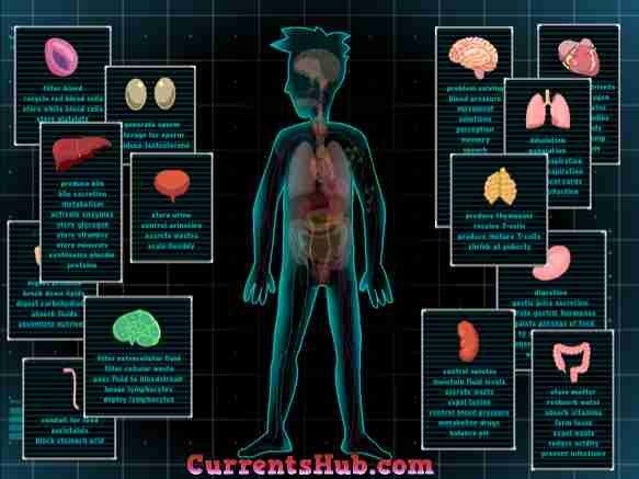 Human Body Biology Notes