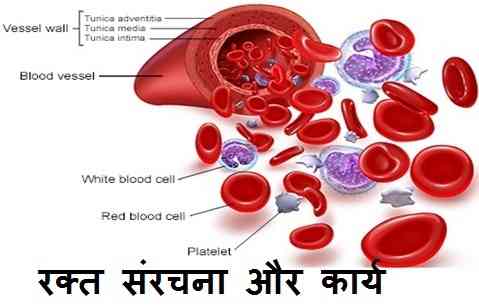 रक्त की संरचना Structure of Blood in Hindi for Competitive Exam