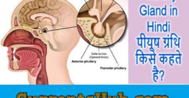 Pituitary Gland in Hindi पीयूष ग्रंथि किसे कहते है?
