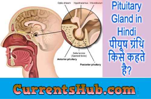 Pituitary Gland in Hindi पीयूष ग्रंथि किसे कहते है?