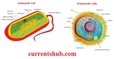 prokaryotic cell and eukaryotic cell in hindi