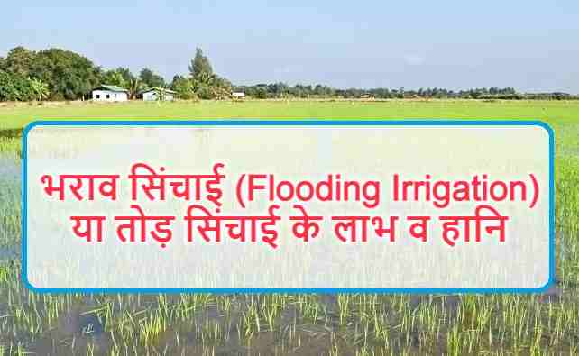 भराव सिंचाई (Flooding Irrigation)